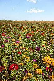 开放世界动作手游《鸣潮》将于明日开启封测招募